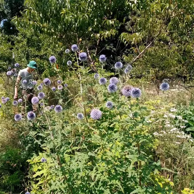 RadishSpiritGardens