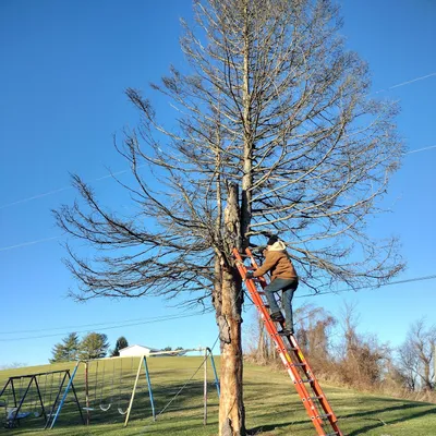 Cnt tree removal