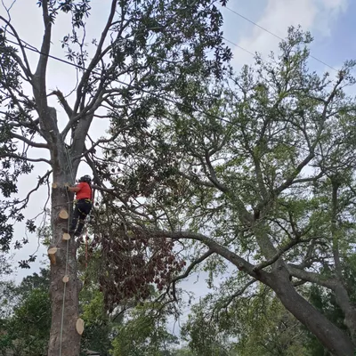 Discount Tree Services LLC