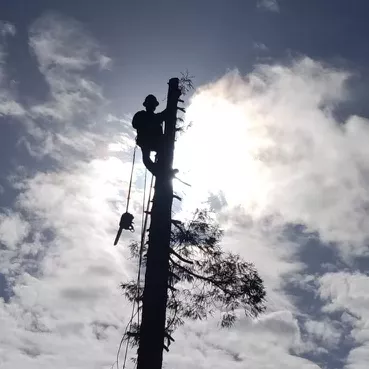 Ortiz tree experts, LLC