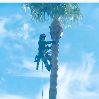 Tzuban Tree Services