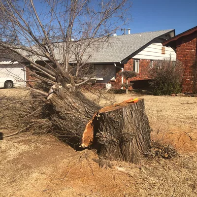 TJ’s Tree Trimming