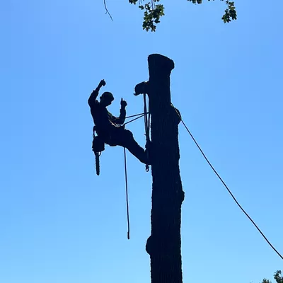 Alfa Landscaping and Trees