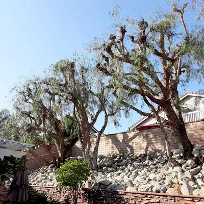 Ramos Tree Service & Landscape