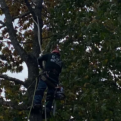 D H I tree service home improvement