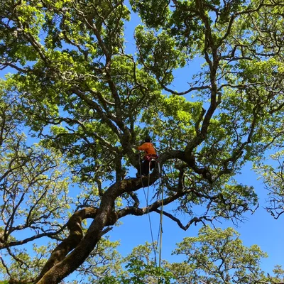 Arborescent Tree Care