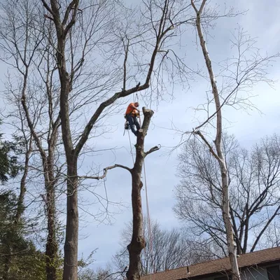 Down2Earth Tree & Stump Removal
