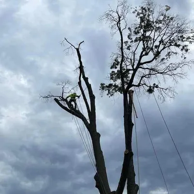 ANDRES tree Service Landscaping