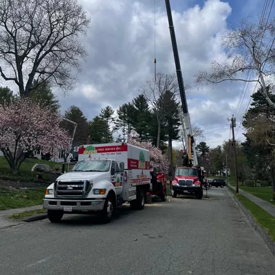 RGS Tree Service