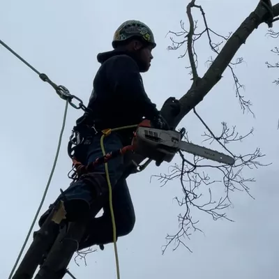 Travis Calder Tree Specialist