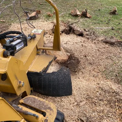 Nexgen tree service