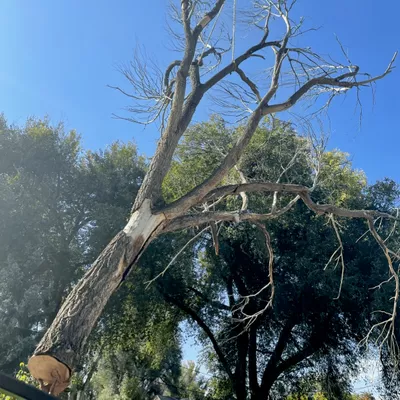 Riccio Tree Removal
