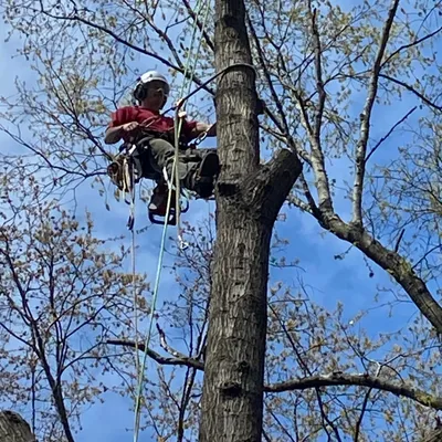 Adams tree service