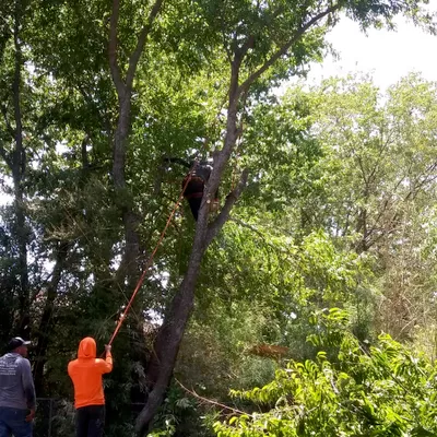 Best Tree Service DFW