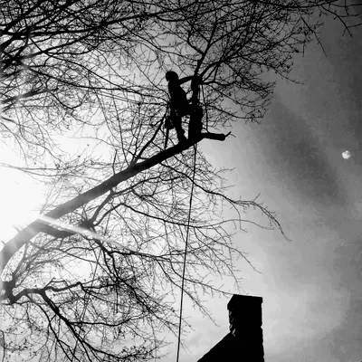 YourTreeGuy Llc