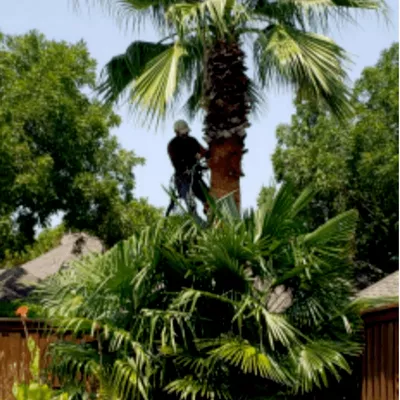 Ash Tree Service