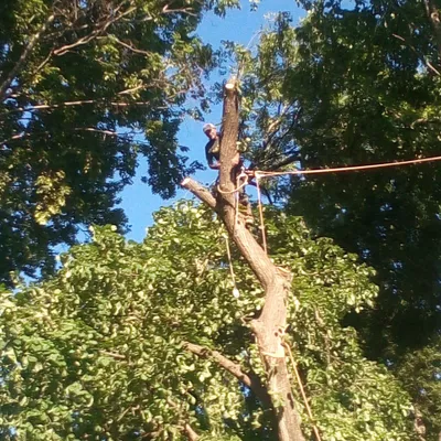 Spickler Tree Service