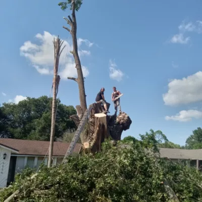 Tree removal inc