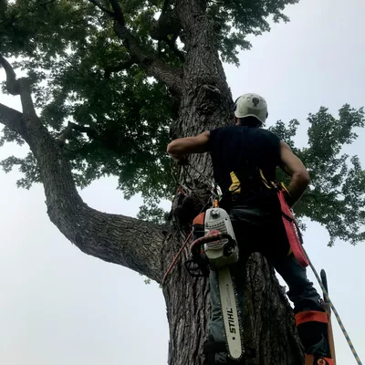 Spartan Tree Service