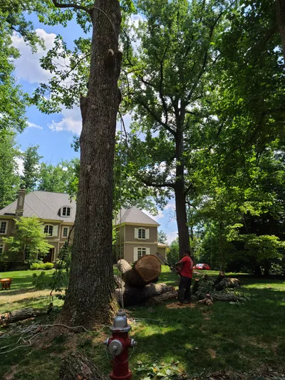 Tree services of América