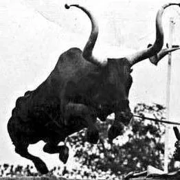 Black bull Mover