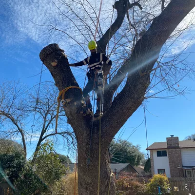 Freedom Tree Service