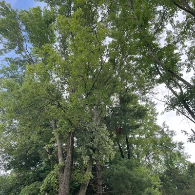 Carlos Tree Services