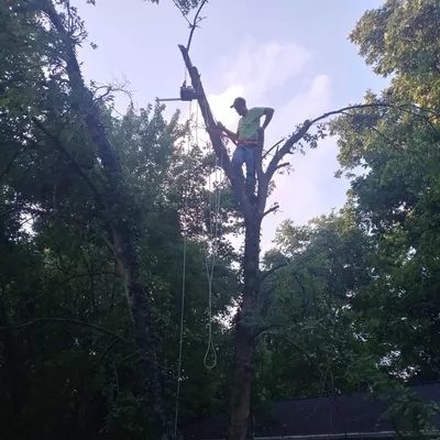Jr's Tree Service