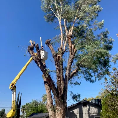 Valdovinos Tree Service