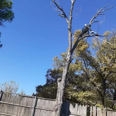 Santos Trees