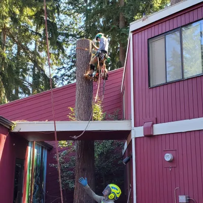 ALEX TREE SERVICE LLC