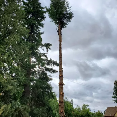 503 Tree Service LLC