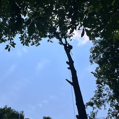 Red woodpecker tree service yeswecandoyourjob