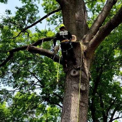 Villagran Tree Service LLC