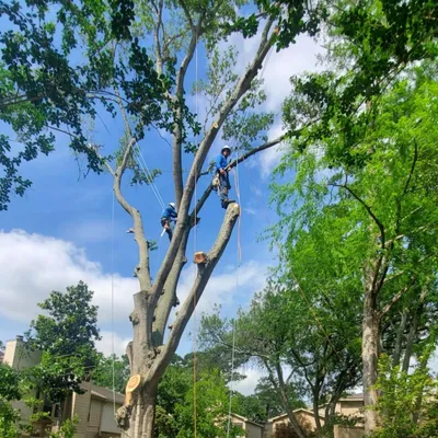 S J Y TREE REMOVAL & HARDSCAPE
