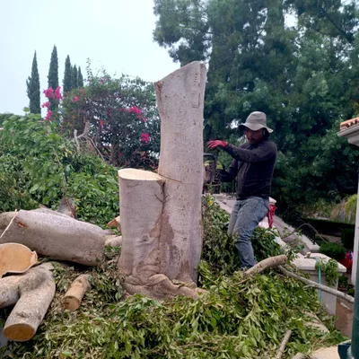 Juan Tree Service