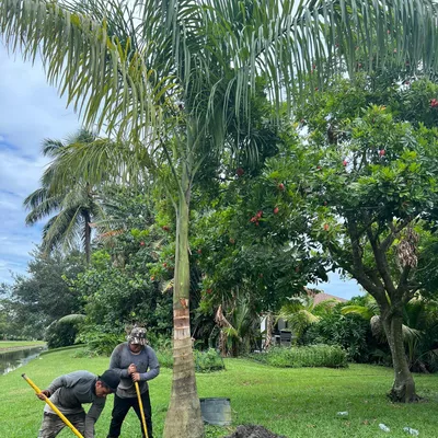 All Stars ?tree services