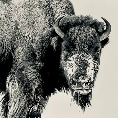 BISON Fence & Construction LLC
