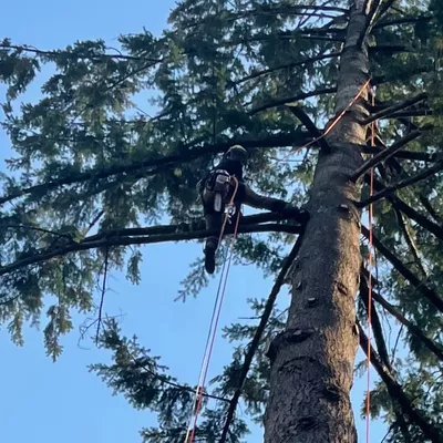 Makarios Tree Removal & Landscaping LLC