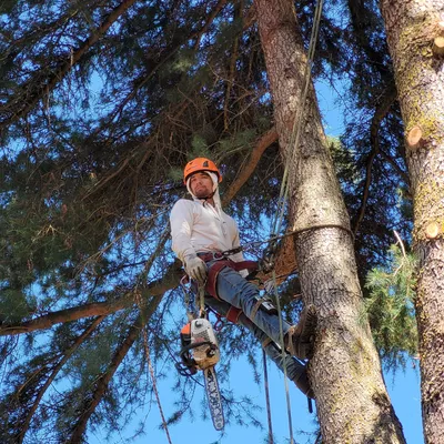 +Sun Tree Service LLC