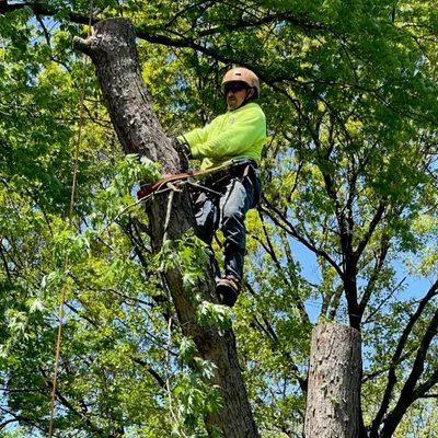 JL Absolute Tree Service LLC