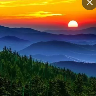 Montaña Tree Service