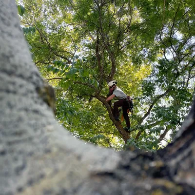 Grove Tree Care