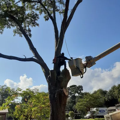 All Tree Solutions