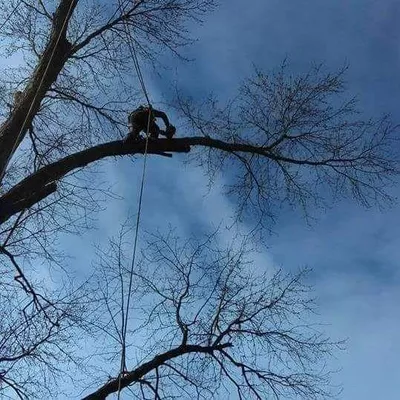 J&M Tree Service