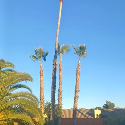 Esteban Landscaping tree care