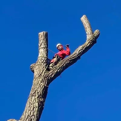 Gray Tree Care