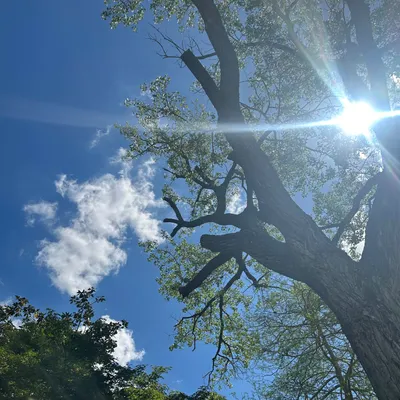 Ríos Tree Trimming Inc