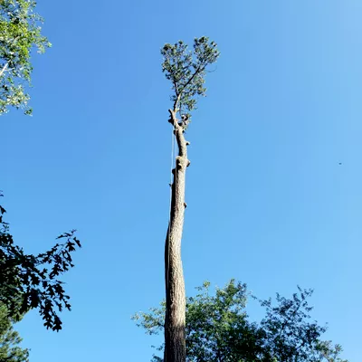 Benitez's Tree Services LLC