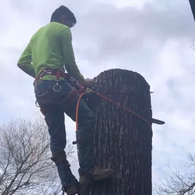 Aleman Tree Services